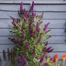 Buddleja BUTTERFLY TOWER